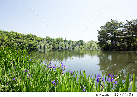 石神井公園の池とスイセン 15777708