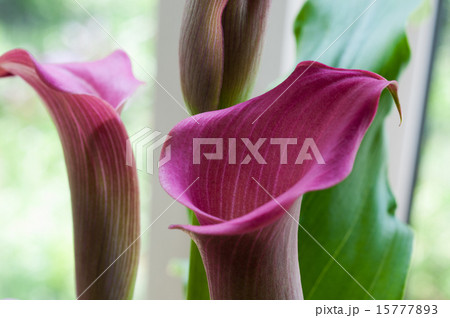 ピンクのカラー 15777893