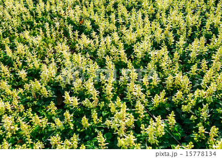 White salvia flower in the garden White salvia flower in the garden 15778134