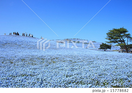 ひたち海浜公園のネモフィラ 15778682