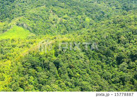 ボルネオの熱帯雨林　遠景 15778887