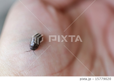 ダンゴムシを捕まえたよ ダンゴムシを捕まえたよ 15779020