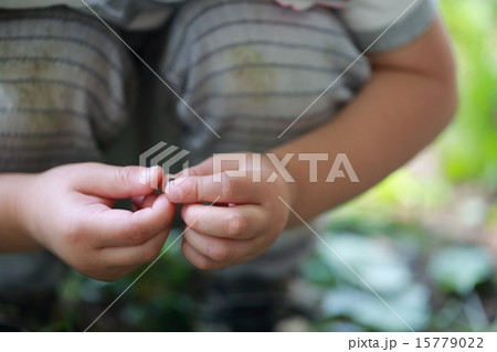 ダンゴムシを捕まえたよ 15779022