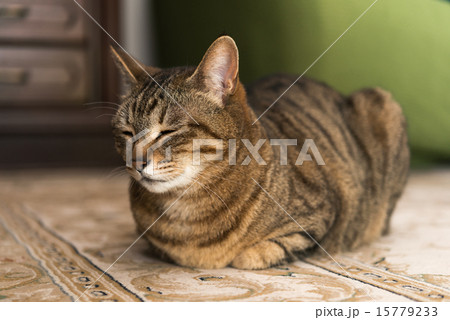 猫のいる生活 15779233