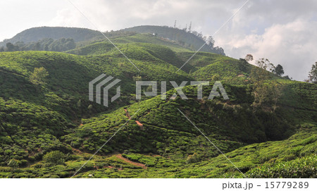 Landscape with tea plantations Landscape with tea plantations 15779289
