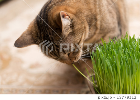 猫のいる生活 猫のいる生活 15779312