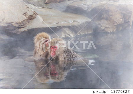 温泉のなかよしおさるmonkey which is healed in a hot spring 温泉のなかよしおさるmonkey which is healed in a hot spring 15779327