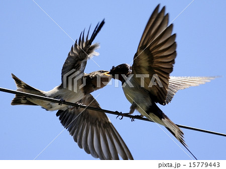 餌をもらう幼いツバメ 15779443