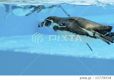 ペンギン 15779558