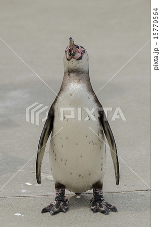 ペンギン ペンギン 15779564