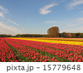 カラフルなオランダのチューリップ畑の風景（春・花・背景素材・パターン） 15779648