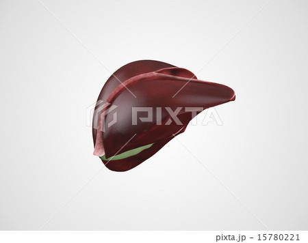 Realistic human liver illustration Realistic human liver illustration 15780221