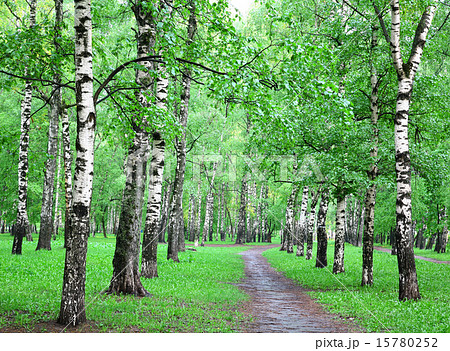 Rainy spring birch grove Rainy spring birch grove 15780252