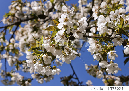 Cherry-tree bloom. Cherry-tree bloom. 15780254