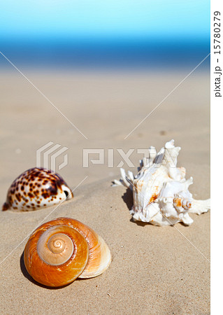 Three Sea Shells Three Sea Shells 15780279