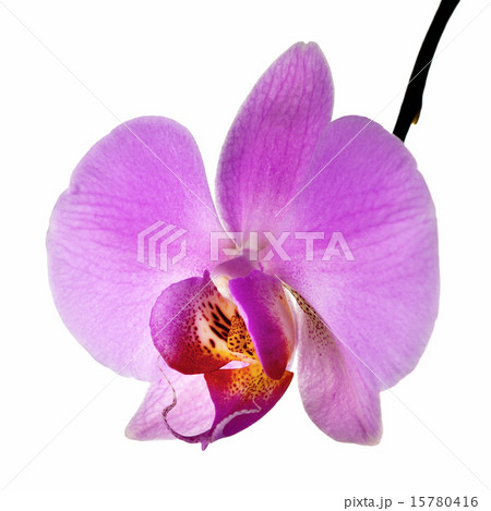 Orchid Flower Orchid Flower 15780416