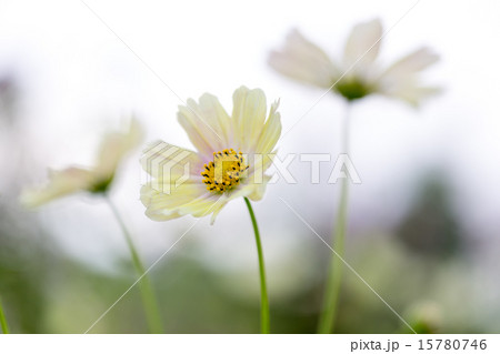 コスモス　イエローキャンバス  15780746