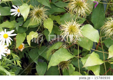 テッセンとクワゴマダラヒトリ テッセンとクワゴマダラヒトリ 15780930