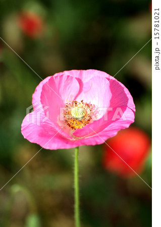 シャーレーポピー ピンク シャーレーポピー ピンク 15781021