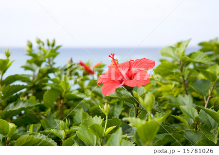海辺のハイビスカス 15781026