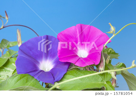 アサガオの花 15781054