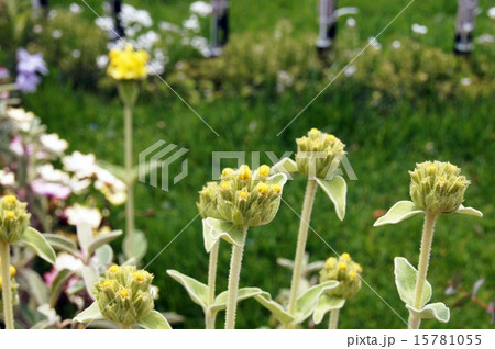 エルサレム・セージ 15781055