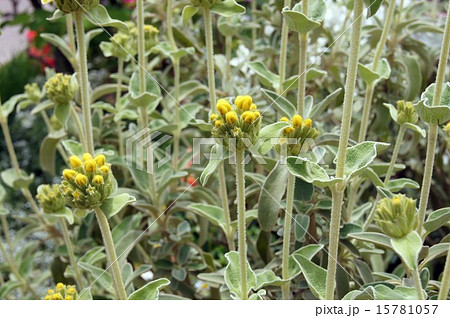 エルサレム・セージ 15781057