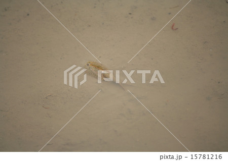 カブトエビ 15781216