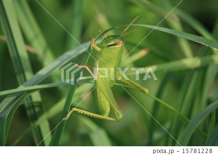 生きもの:昆虫(Insect) 0