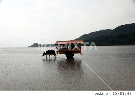 由布島_水牛車 由布島_水牛車 15781242