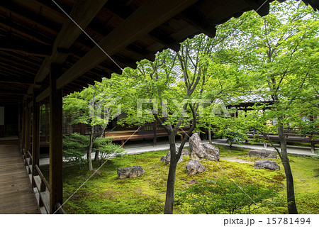 新緑の建仁寺 潮音庭 15781494