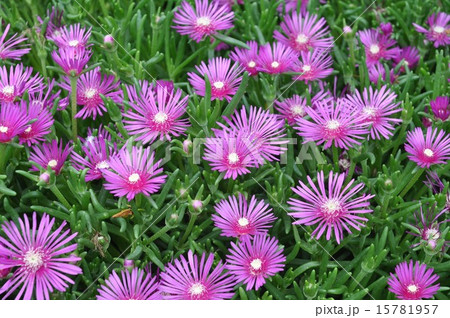 ﾏﾂﾊﾞｷﾞｸ 15781957