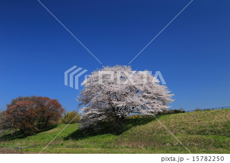 幾坂池提の一本桜 15782250