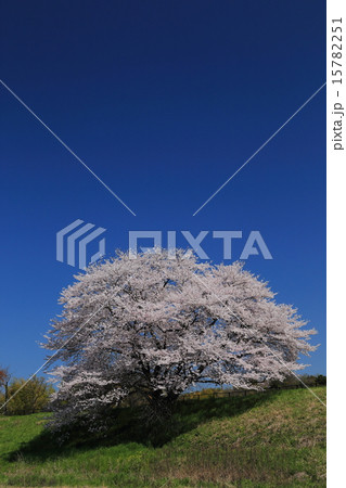 幾坂池提の一本桜 15782251