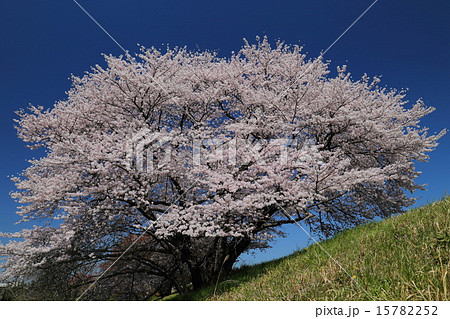 幾坂池提の一本桜 15782252