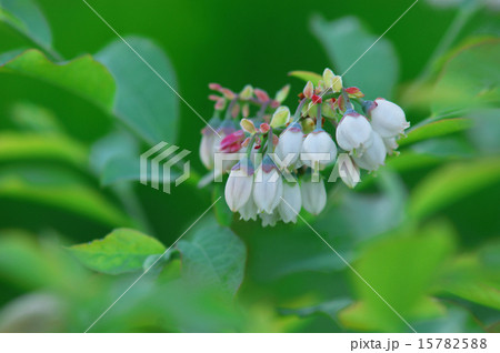 素朴でかわいいブルーベリーの花の写真素材 1575