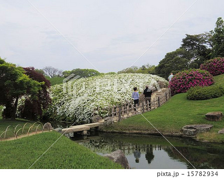 初夏の岡山後楽園 15782934