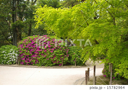 初夏の岡山後楽園 15782964