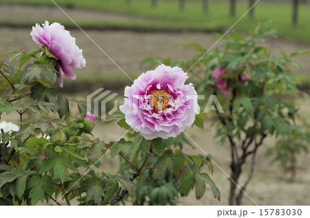 岡山後楽園の牡丹の花 岡山後楽園の牡丹の花 15783030