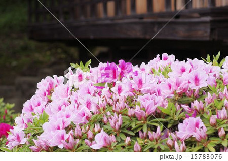 岡山後楽園の躑躅の花 岡山後楽園の躑躅の花 15783076