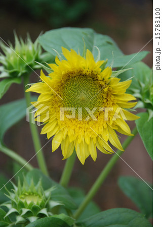 ヒマワリ09 15783100