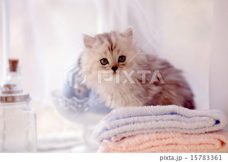 かわいい子猫 15783361