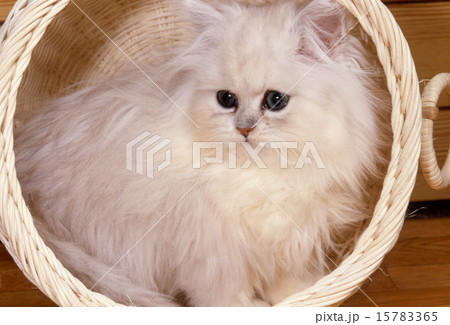 かわいい子猫 15783365