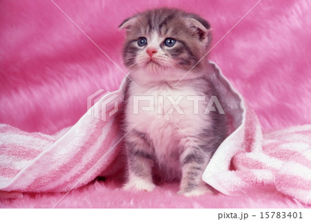 かわいい子猫 15783401
