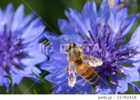 ミツバチと矢車草 15783419