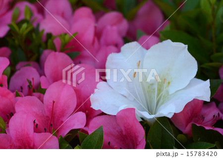 ツツジ ツツジ 15783420