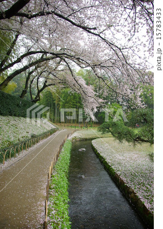 春雨の中の岡山後楽園 15783433