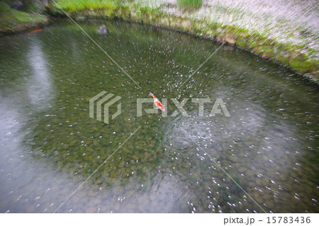 桜散る岡山後楽園の鯉 桜散る岡山後楽園の鯉 15783436