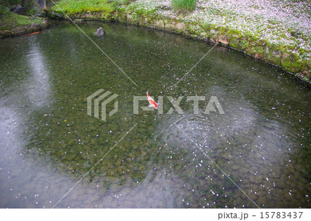 桜散る岡山後楽園の鯉 桜散る岡山後楽園の鯉 15783437