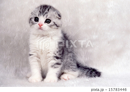 かわいい子猫 15783446